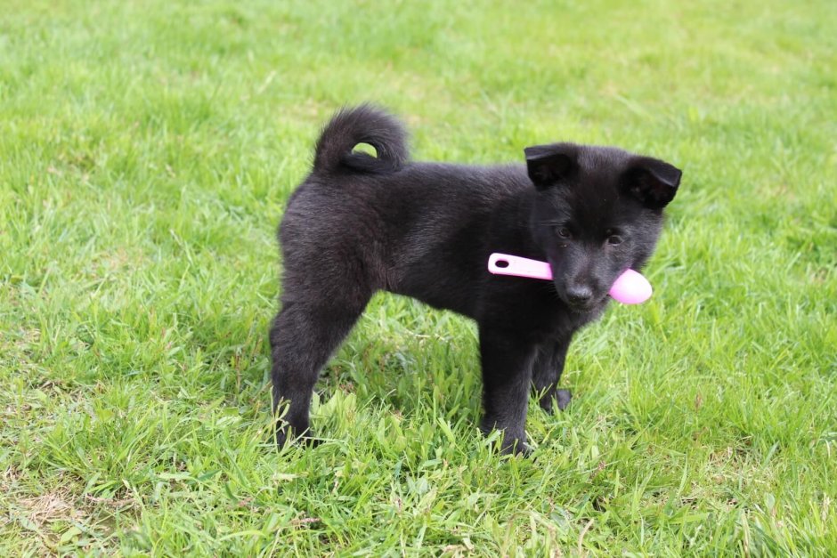 Восточно Сибирская лайка черная