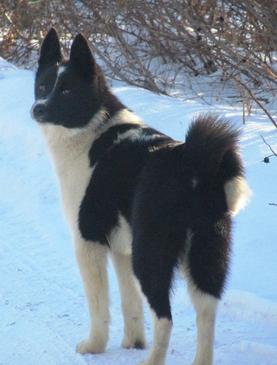 Лайка собака черная