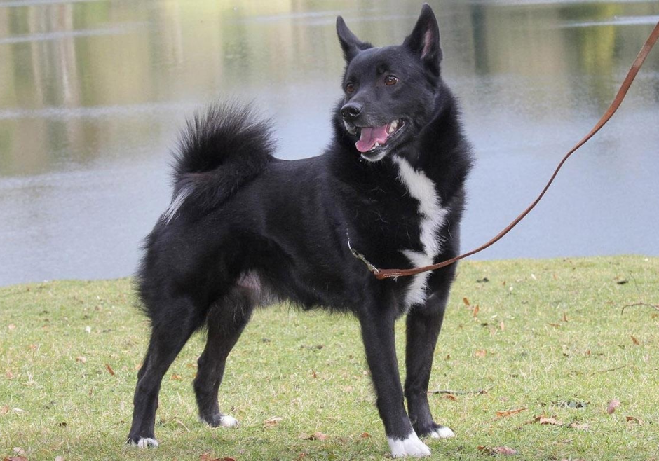 Норвежская лайка черная