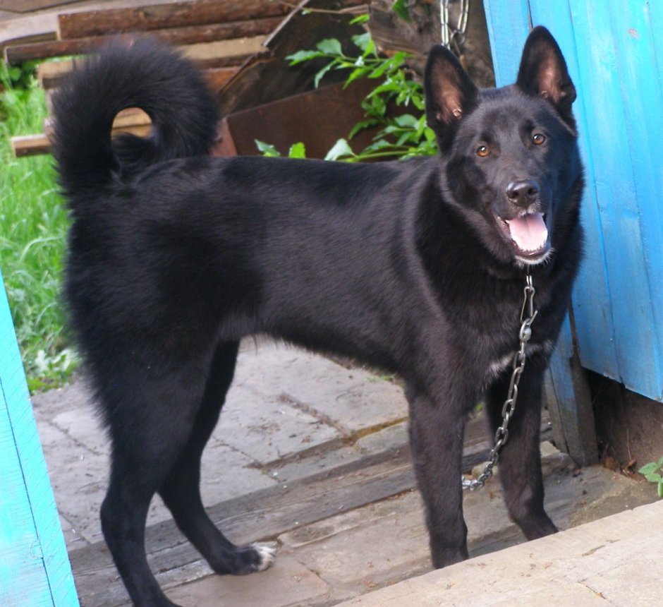 Восточносибирская лайка черная