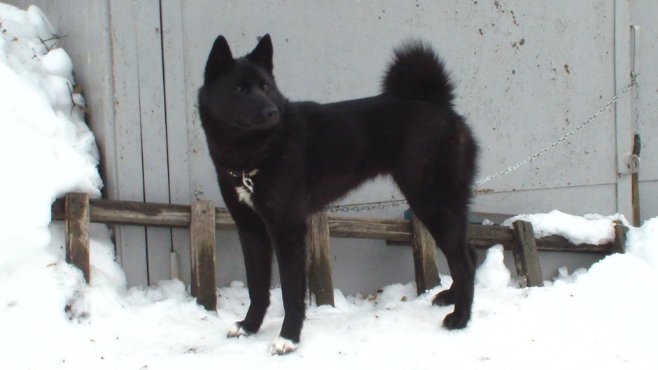 Чёрный элкхаунд Норвежская лосиная лайка