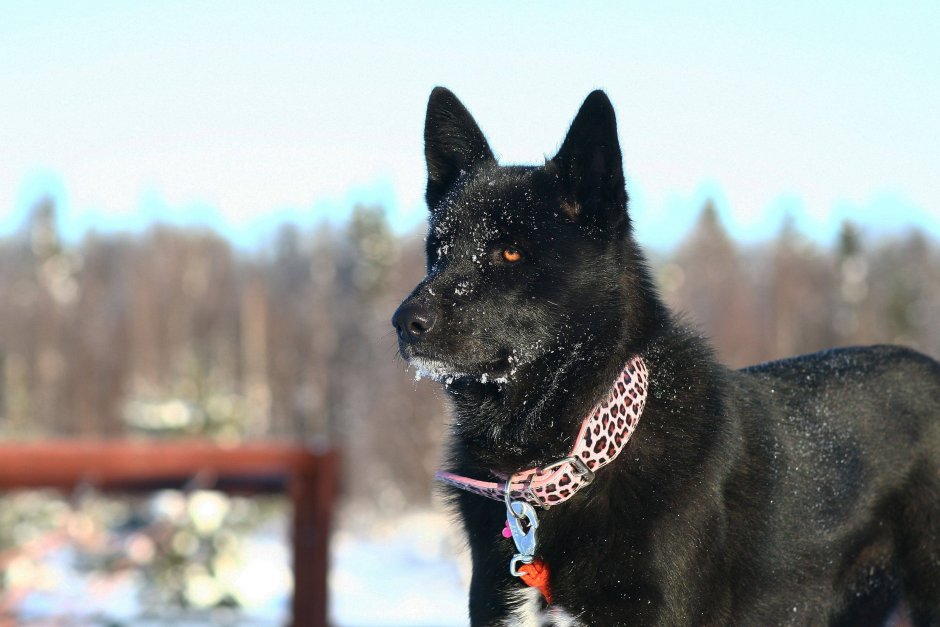 Черная Норвежская лосиная лайка