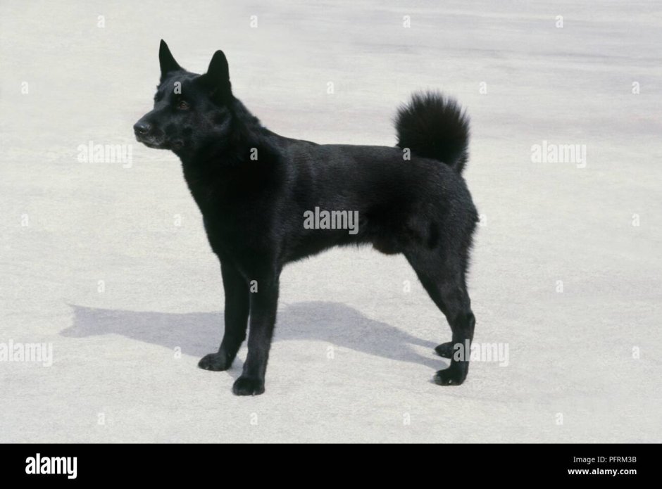 Черная лайка кабель