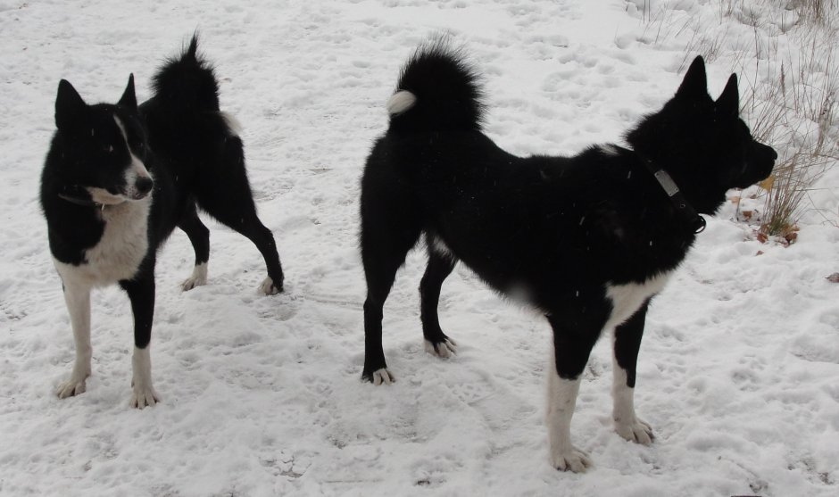Норвежская лайка черная