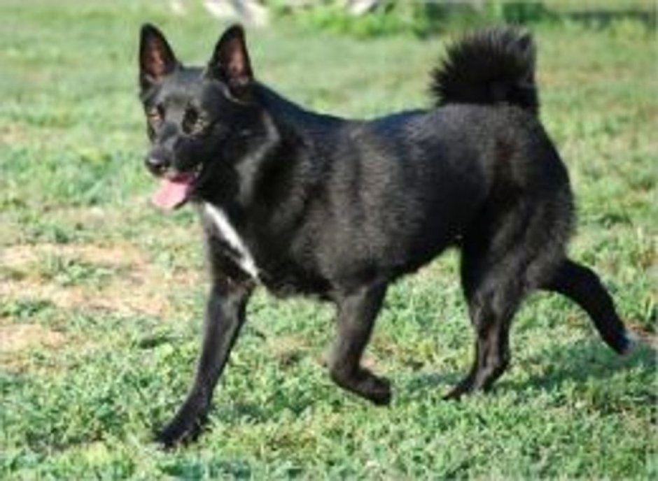Норвежский черный элкхаунд