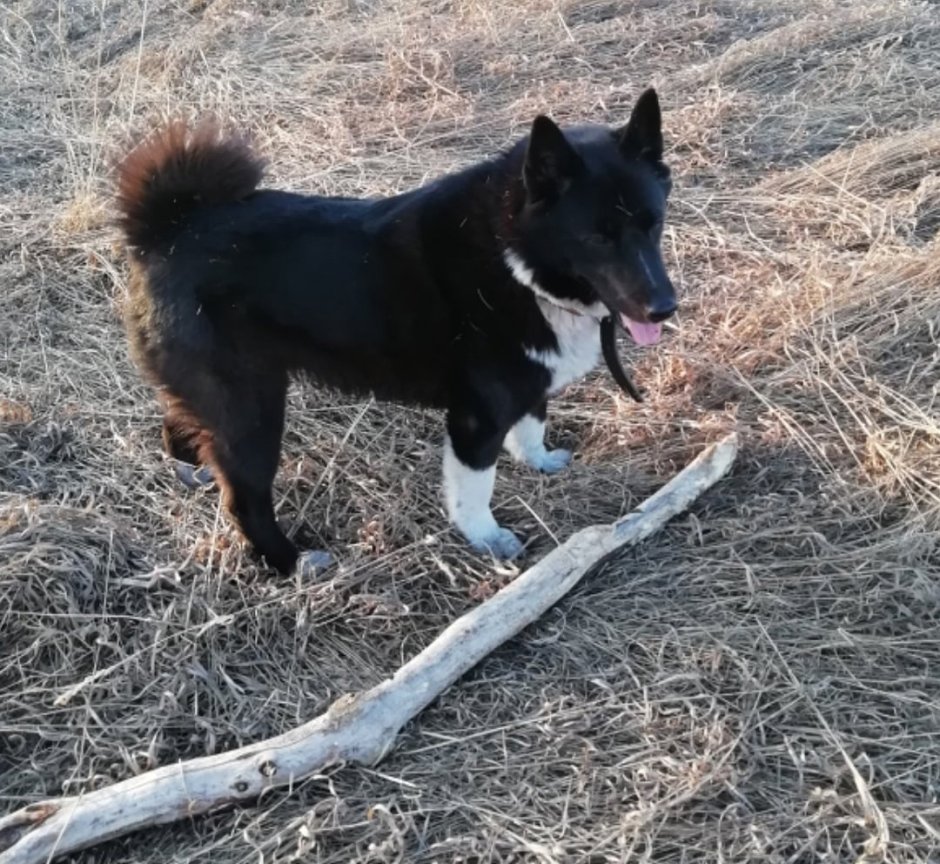 Собака викингов порода