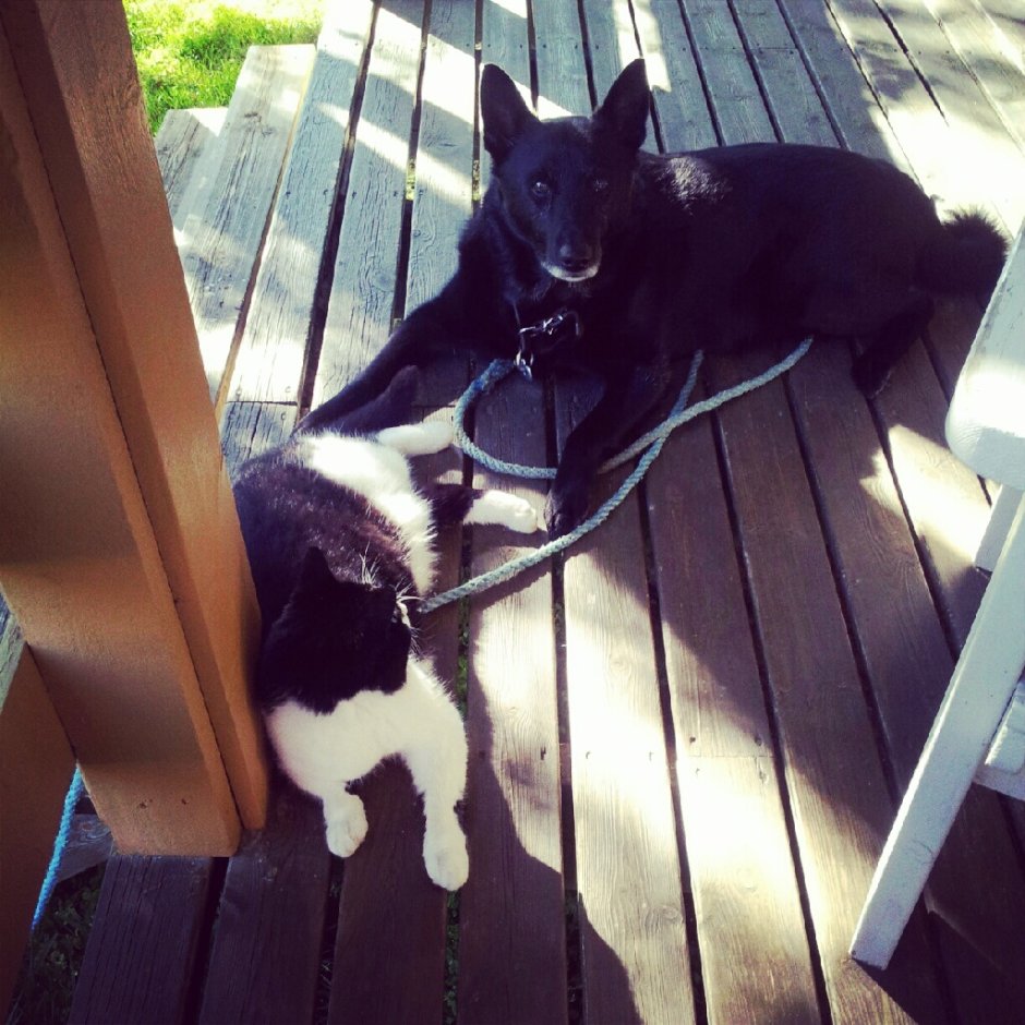 Щенок лайка Норвежская черная