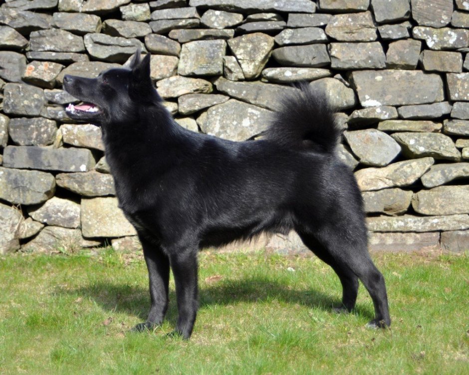 Лайка собака черная