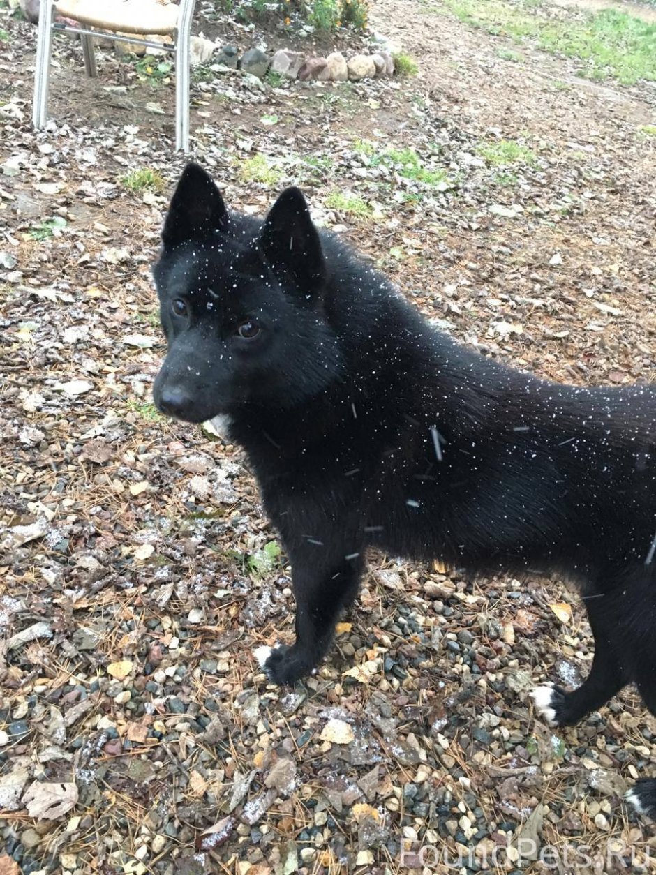 Восточносибирская лайка черная