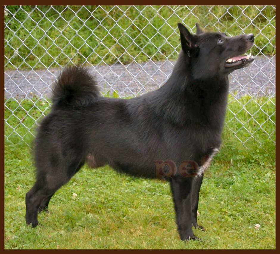 Охота с русско европейской лайкой