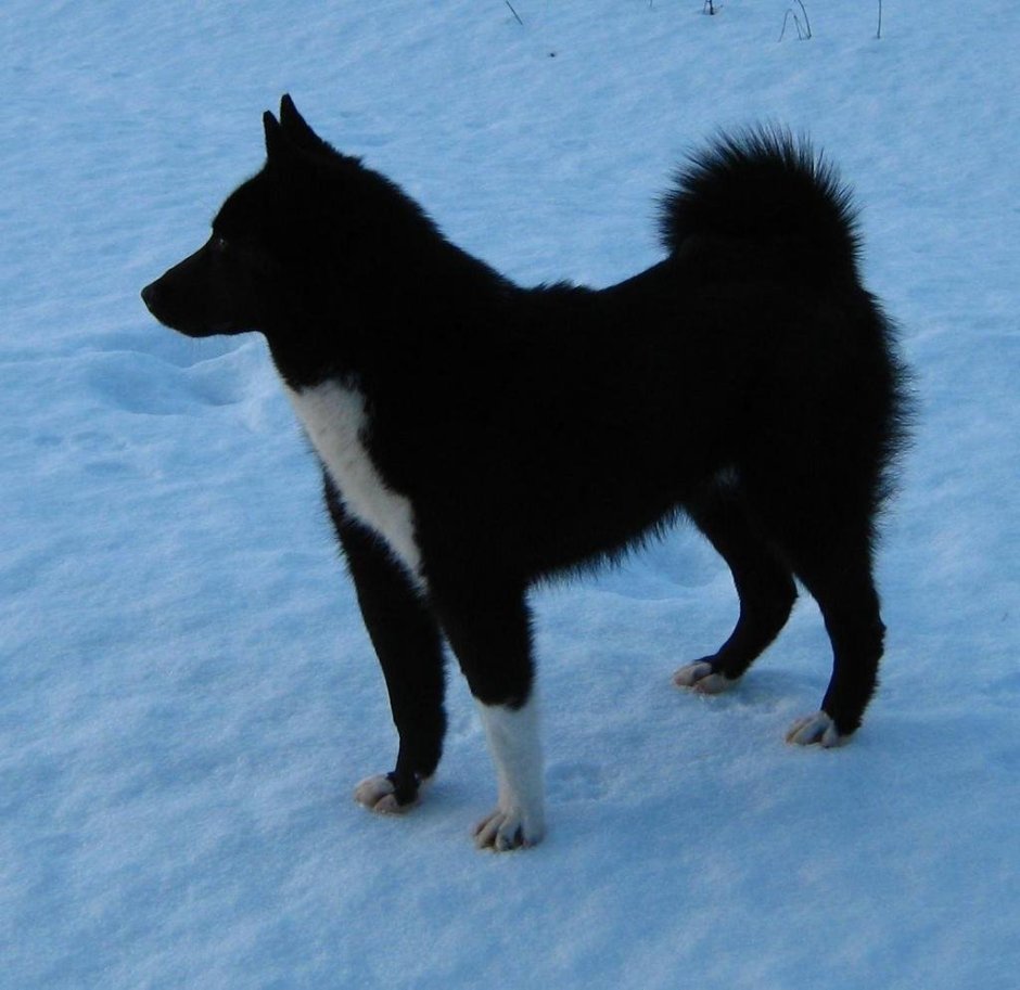 Норвежская лайка бухунд черная