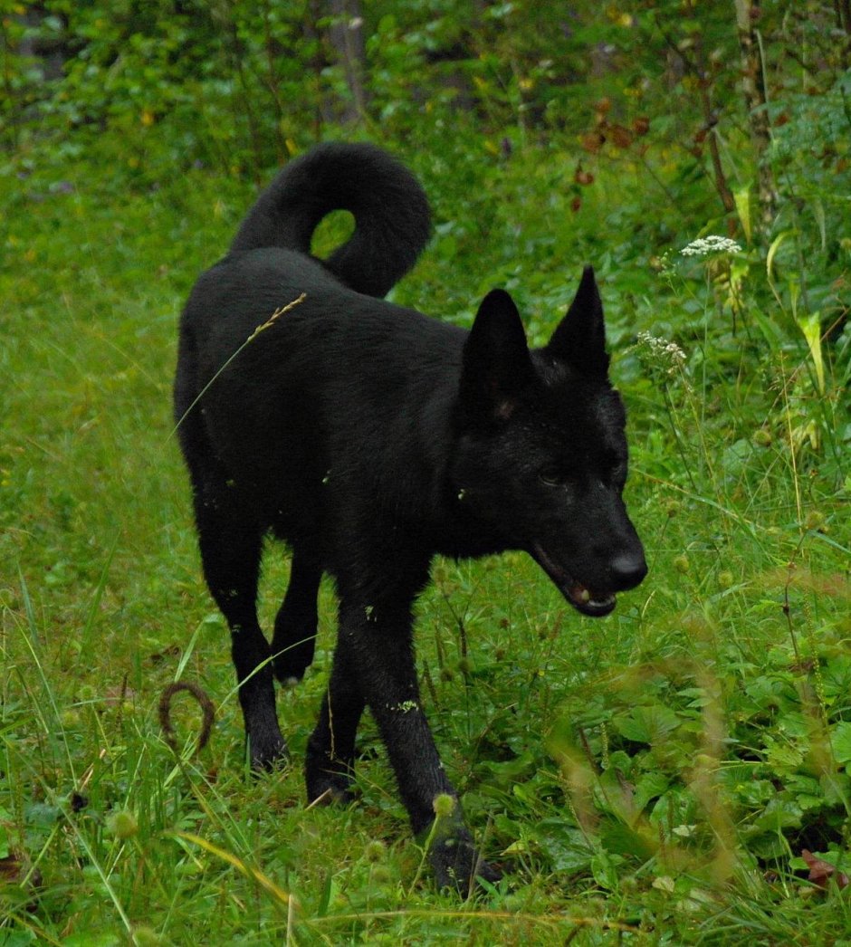 Норвежская лайка элкхаунд