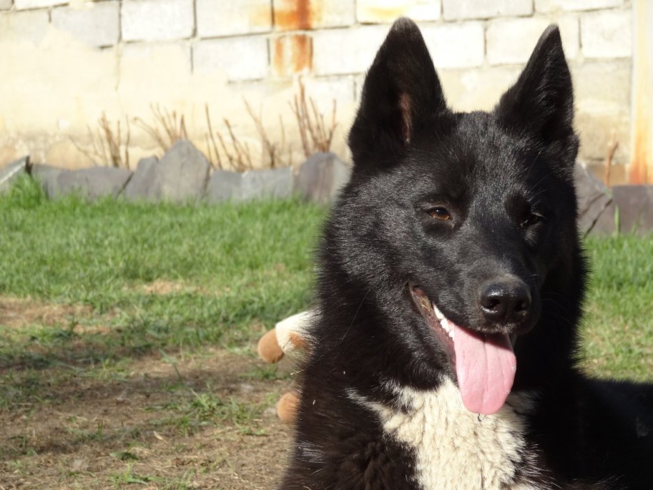 Лайка Среднеевропейская чёрная