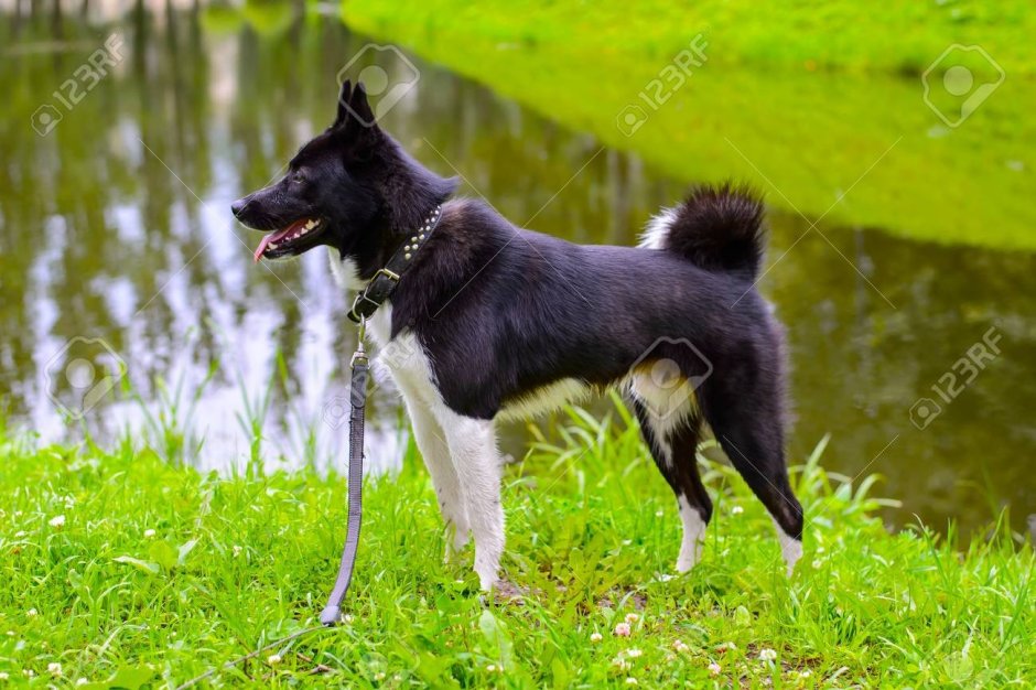 Кличка для лайки ямхунд шведской породы