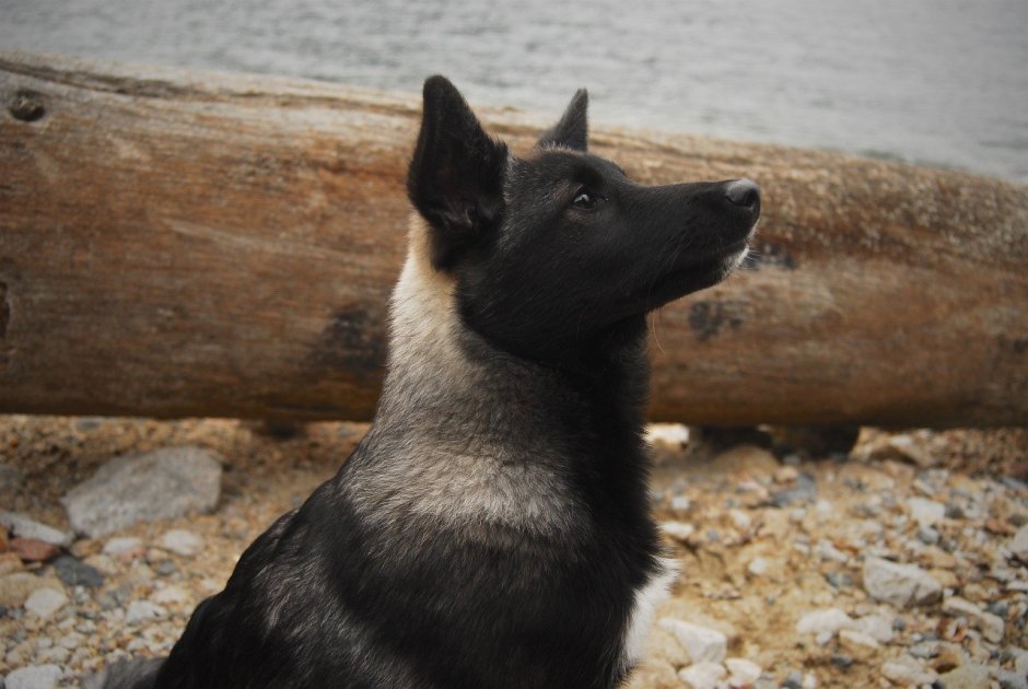 Норвежский чёрный элкхаунд и русская европейская лайка