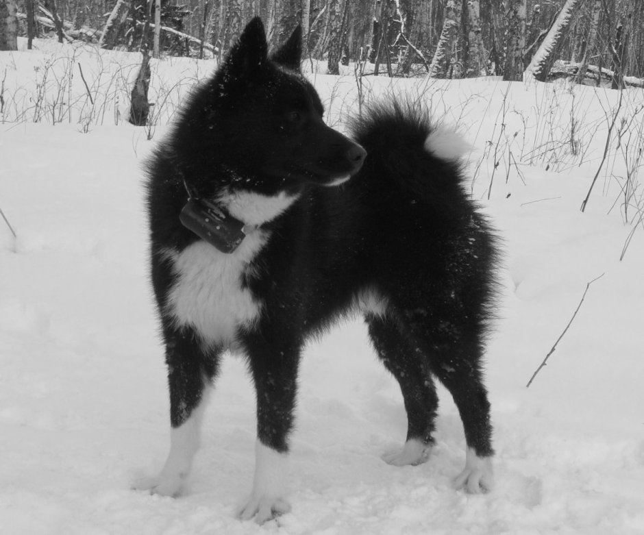 Лайка Тугай русско-европейская Клепилина