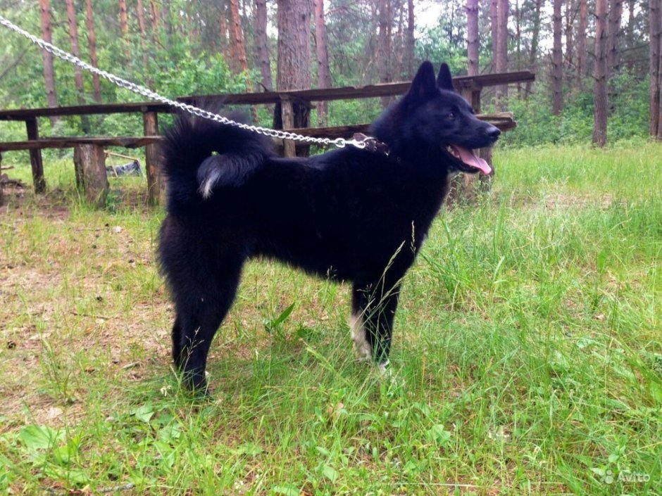 Карейская Медведия лайка