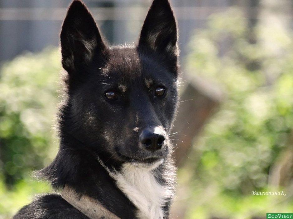 Норвежский элкхаунд на охоте