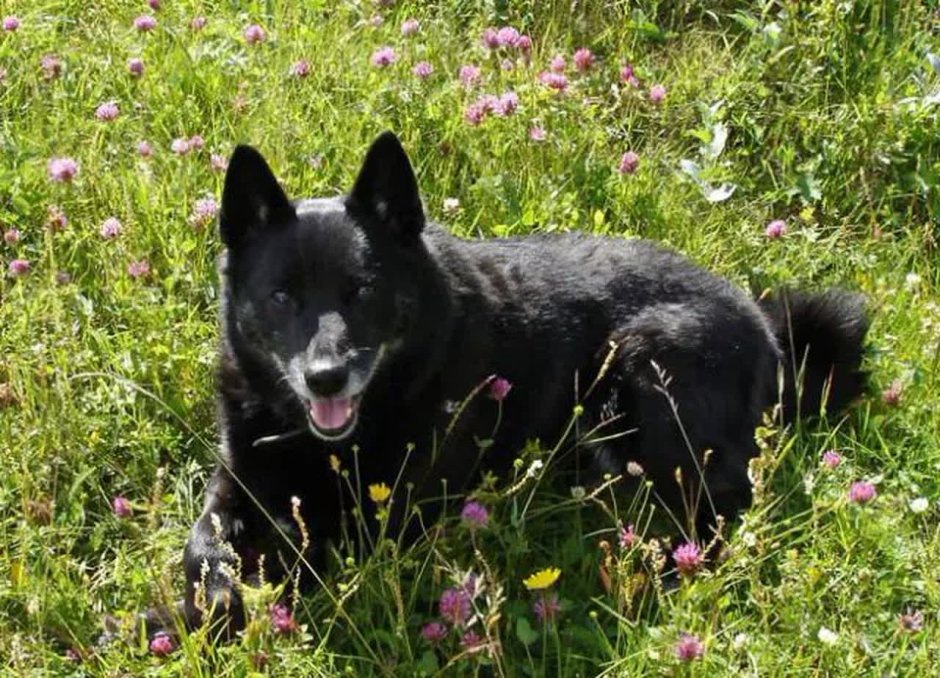 Элкхаунд Норвежская лосиная лайка