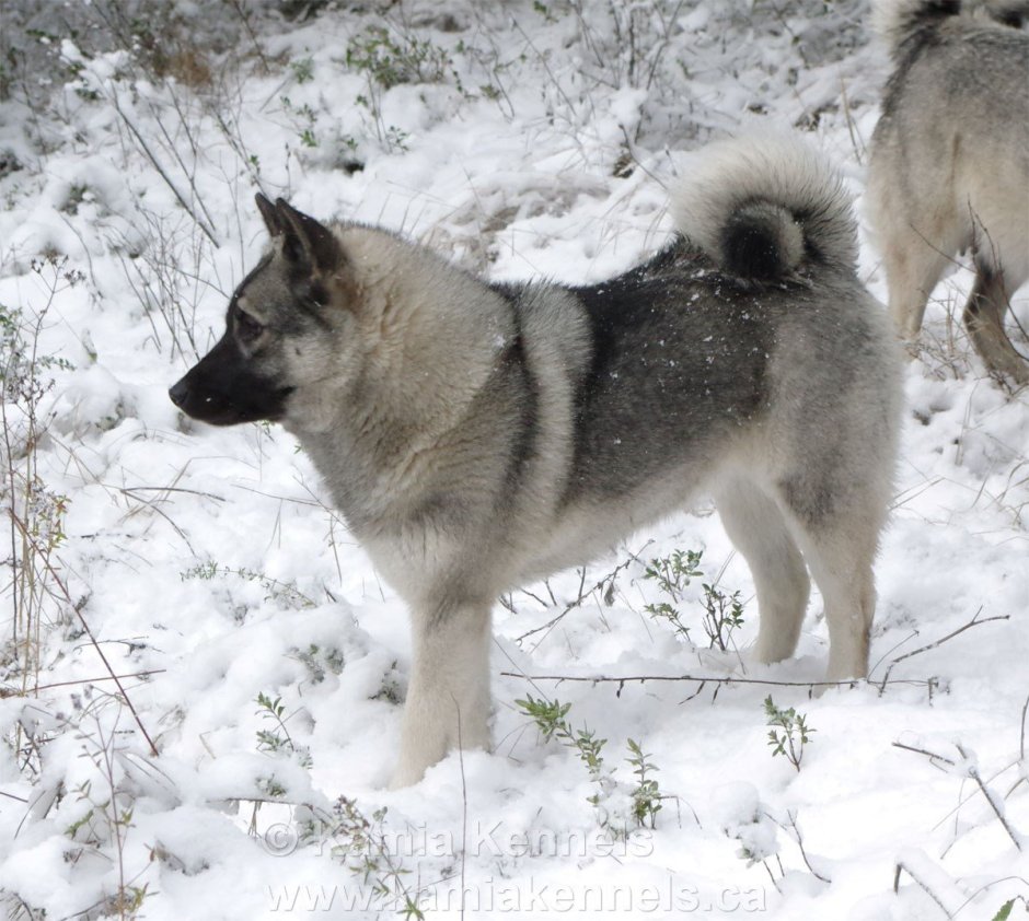 Русско-европейская лайка