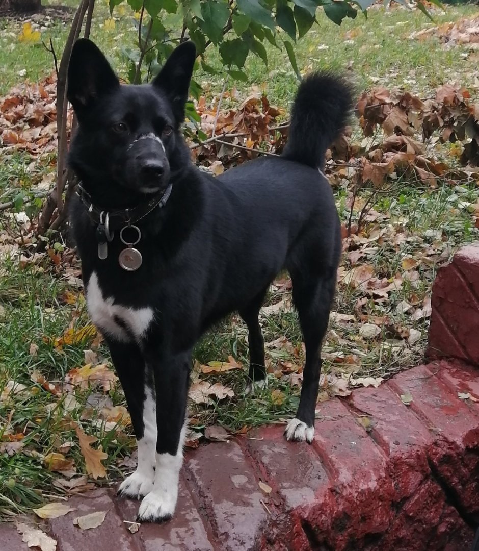 Продается кабель собака