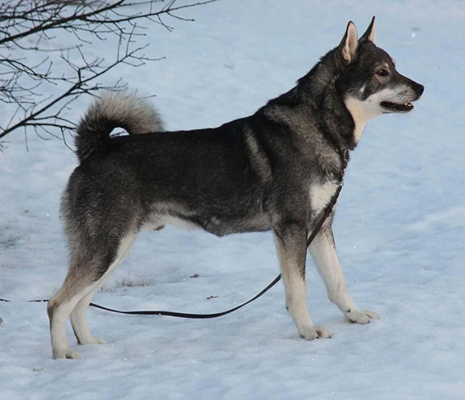 Белая швейцарская овчарка длинношерстная