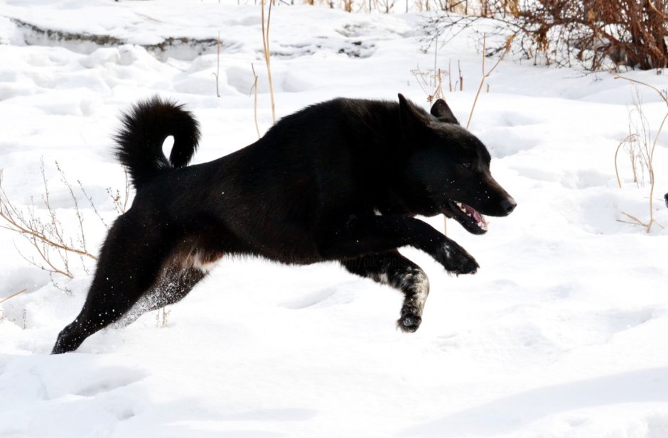 Лайка элкхаунд черный
