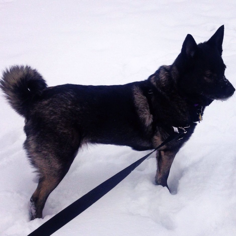 Норвежская лайка черная