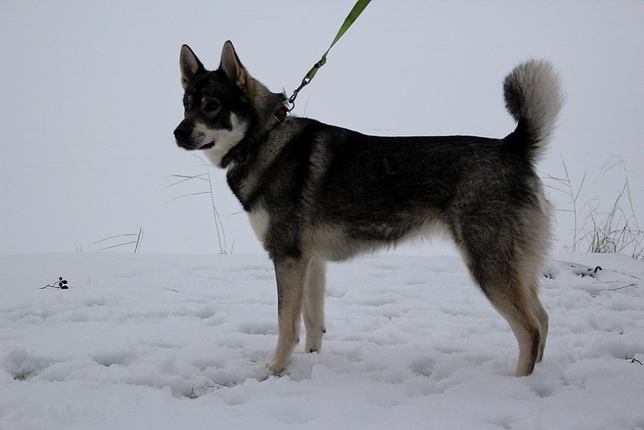 Восточно Сибирская лайка черная