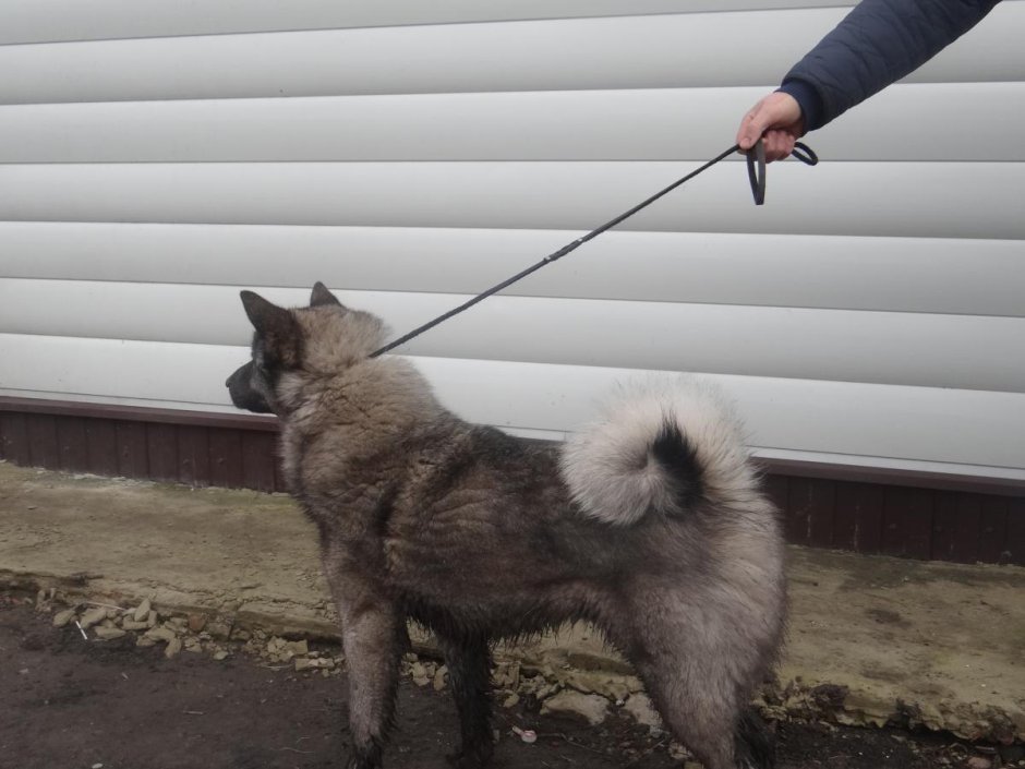 Русско-европейская лайка черно Пегий фото