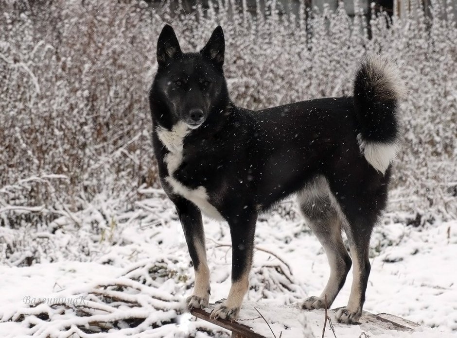 Северная лайка черная