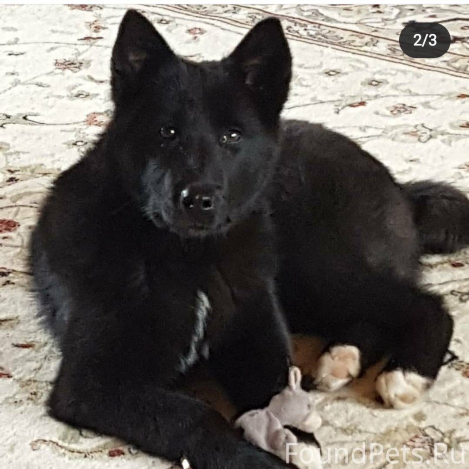 Восточносибирская лайка черная