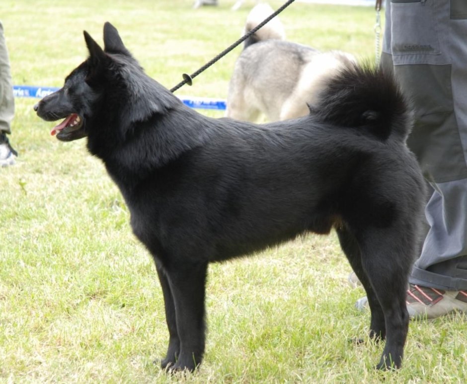 Лайка охотничья черная