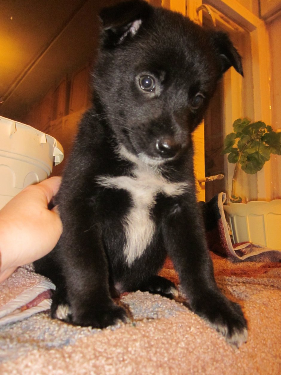 Восточносибирская лайка пегая