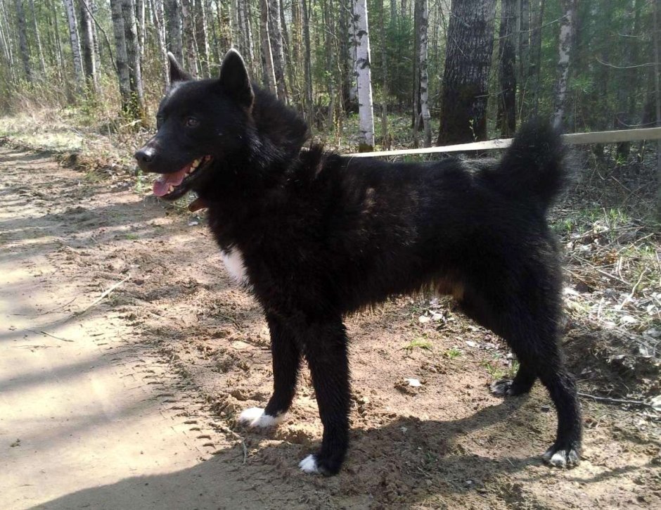 Как лайка на длинных лапах