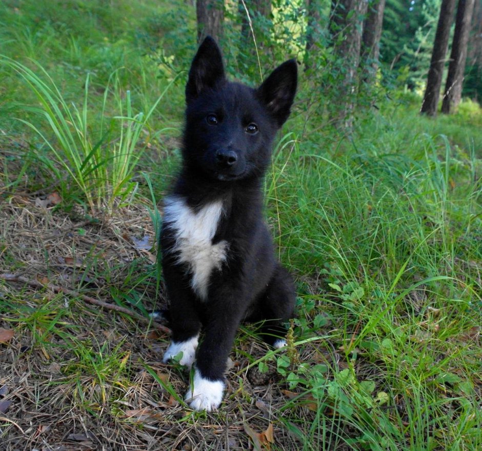 Собака норвежский элкхаунд