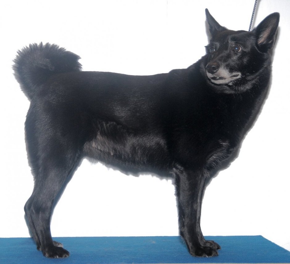 Западносибирская лайка черная