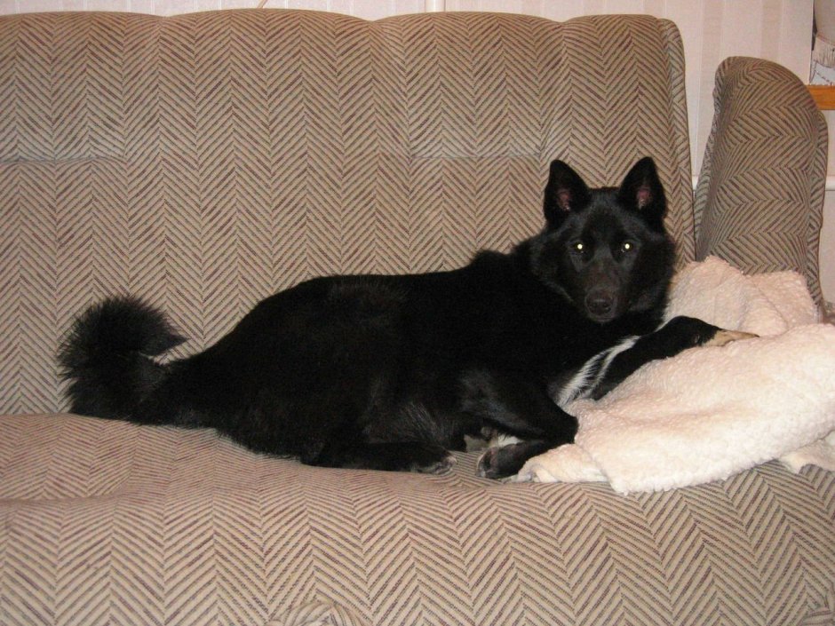 Потерялась лайка Ершово