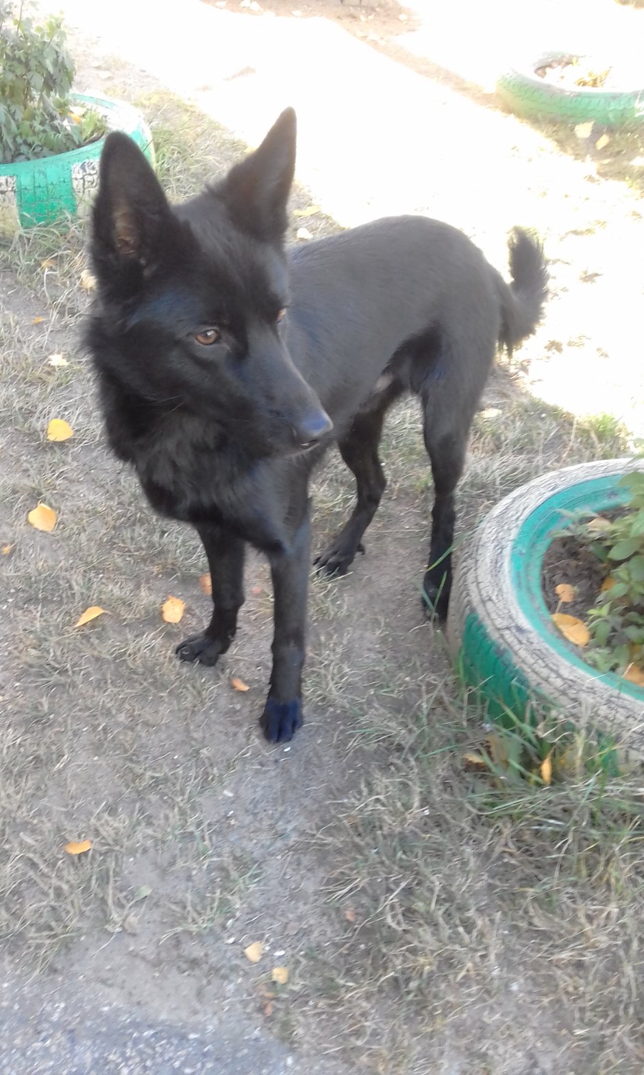 Якутская оленегонная лайка