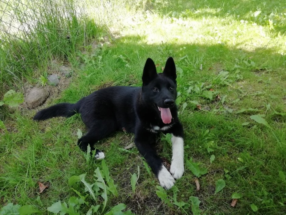 Чёрный элкхаунд Норвежская лосиная лайка