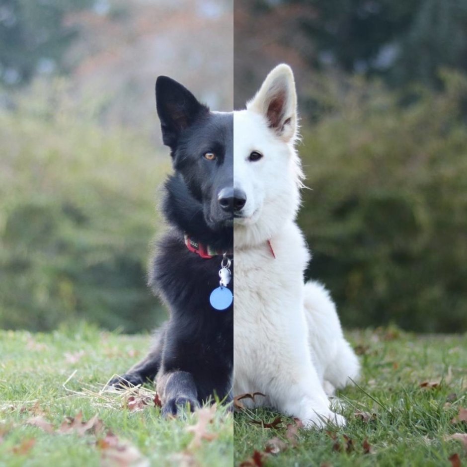 Лайка Сибирская европейская