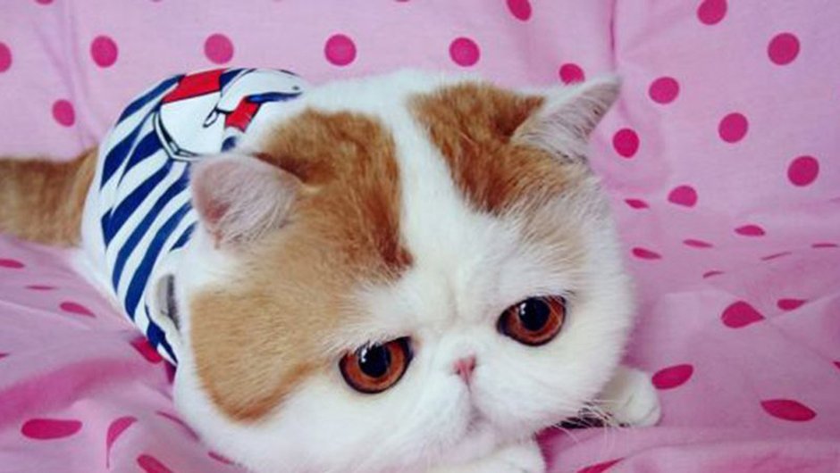 Самые няшные котики в мире