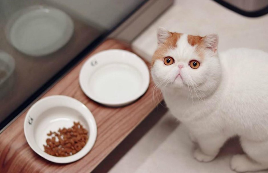 Китайских котов