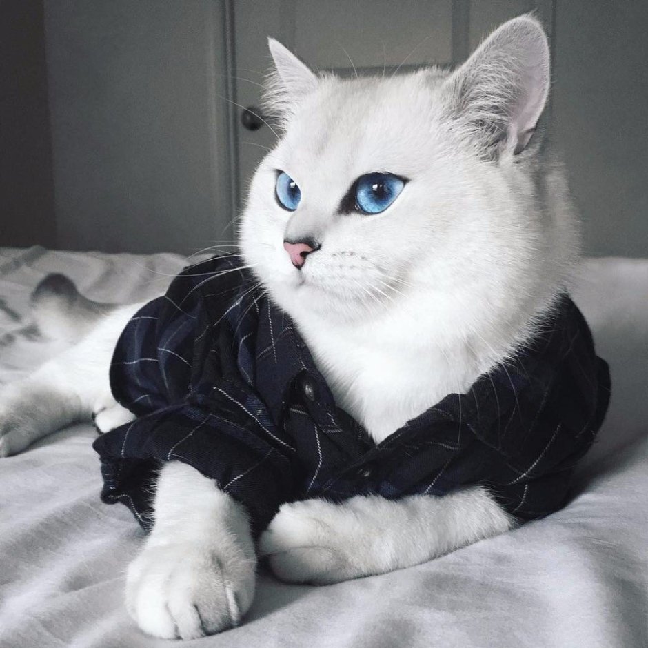Кот Коби порода