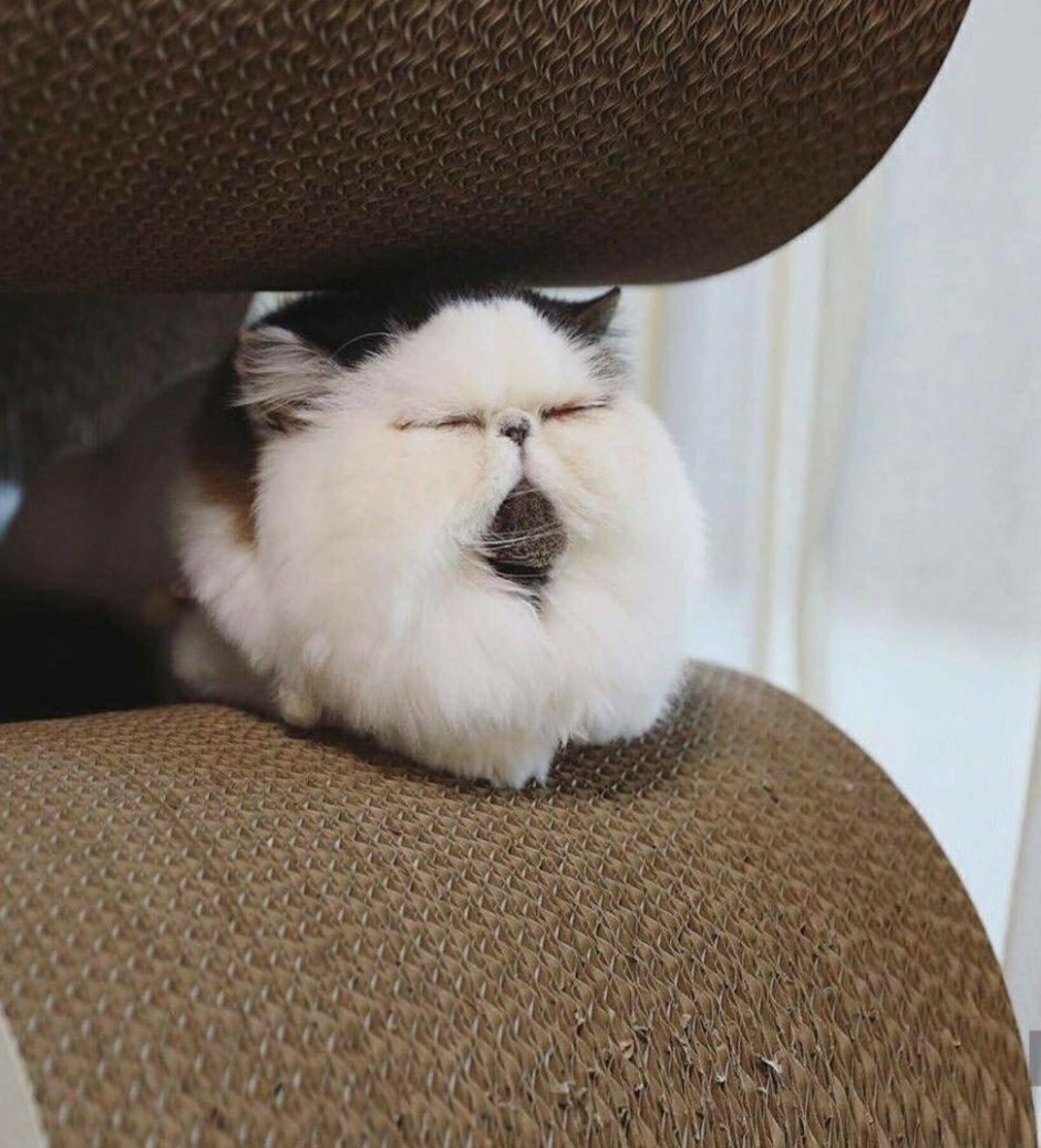 Кот экзот зуу