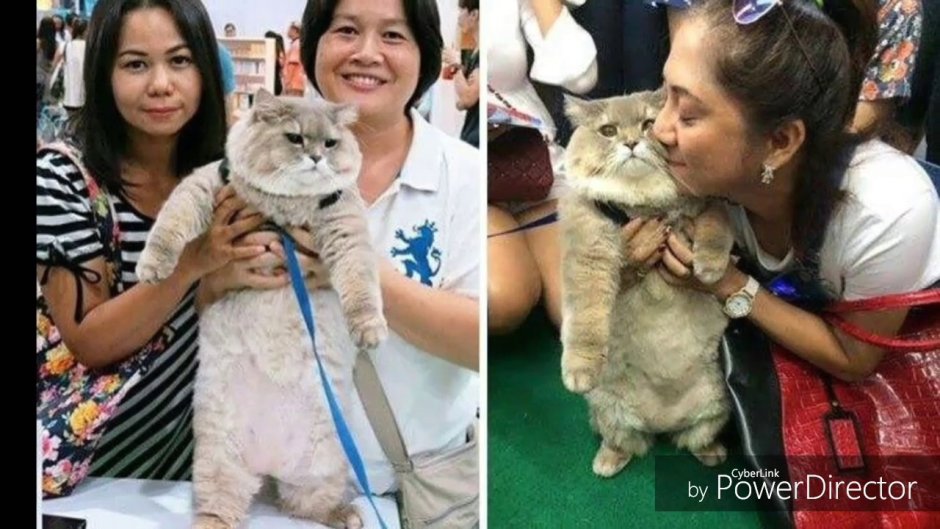 Bone Bone кот