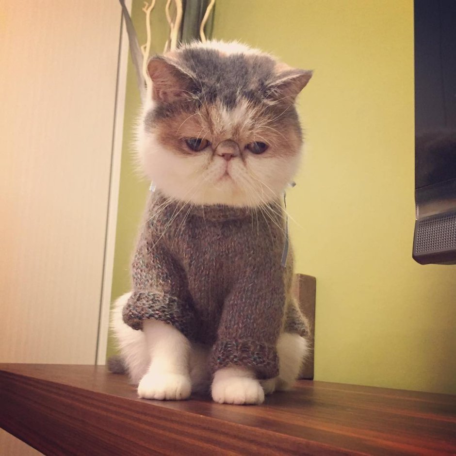 Японский кот