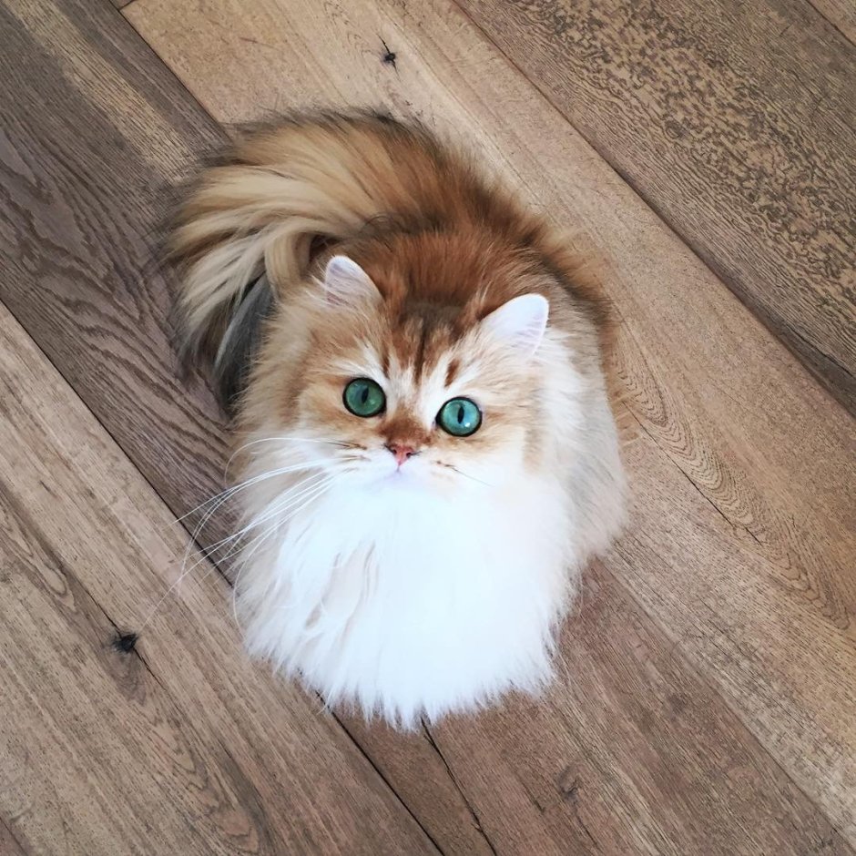 Пушистые коты