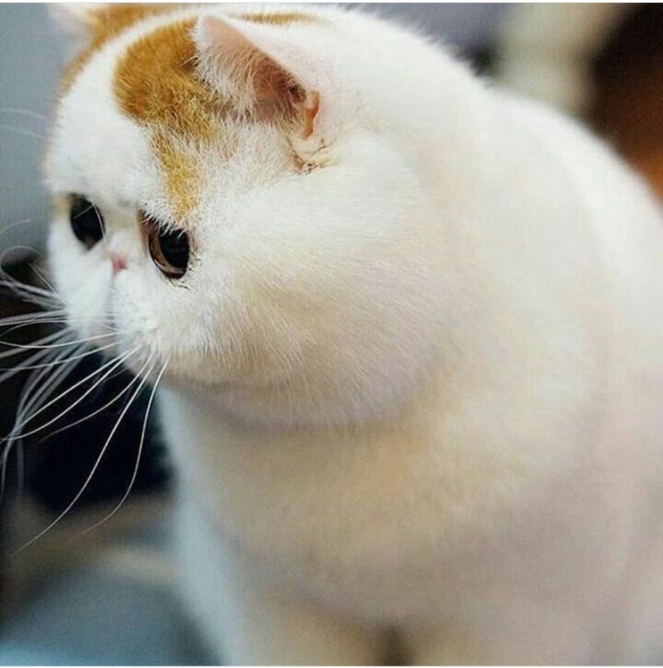 Вислоухий экзот Манчкин