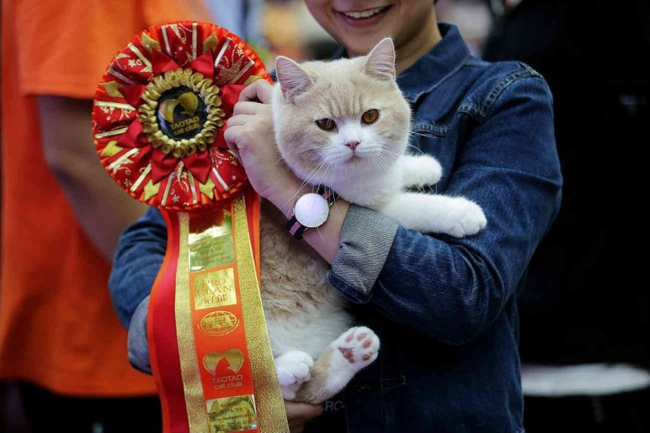 Коты китайцы
